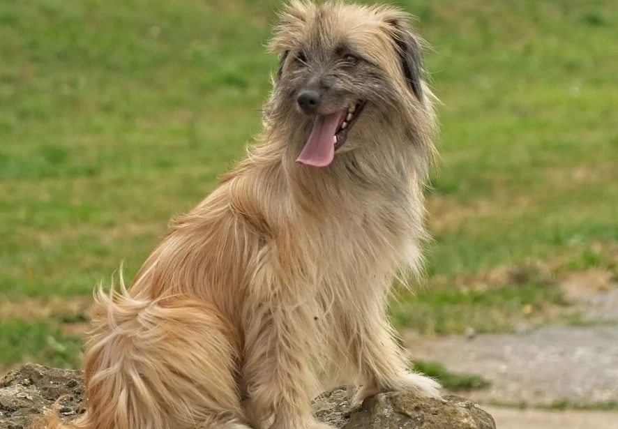 Pyrenean Shepherd temperament