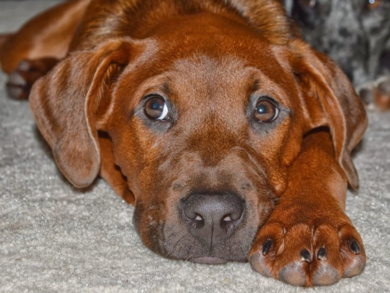 Redbone Coonhound care Redbone Coonhound care