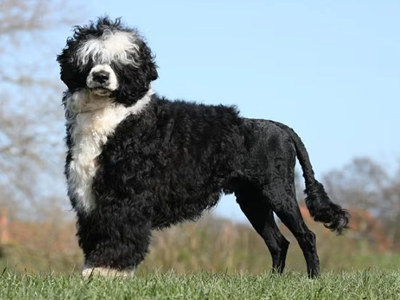 Portuguese Water Dog grooming Portuguese Water Dog grooming