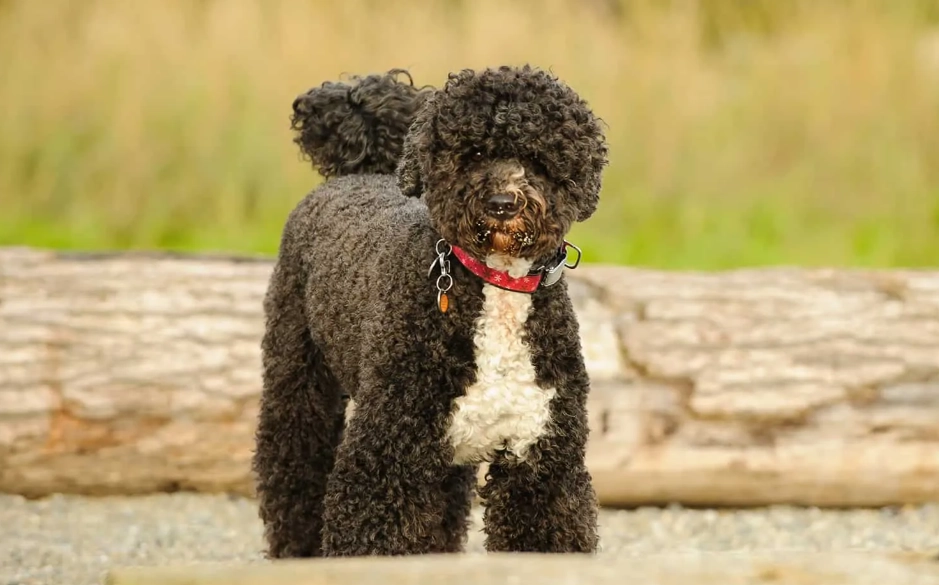 Portuguese Water Dog grooming Portuguese Water Dog grooming