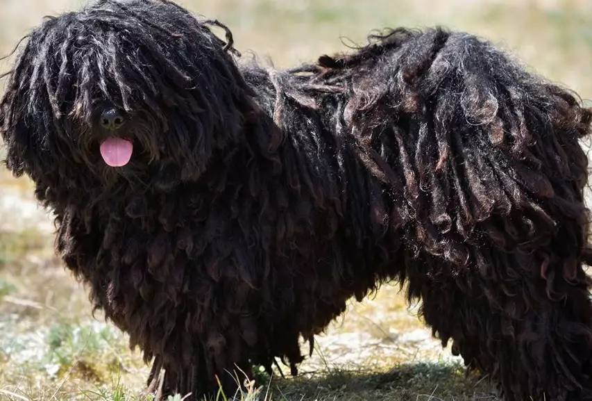 Hungarian Puli Hungarian Puli