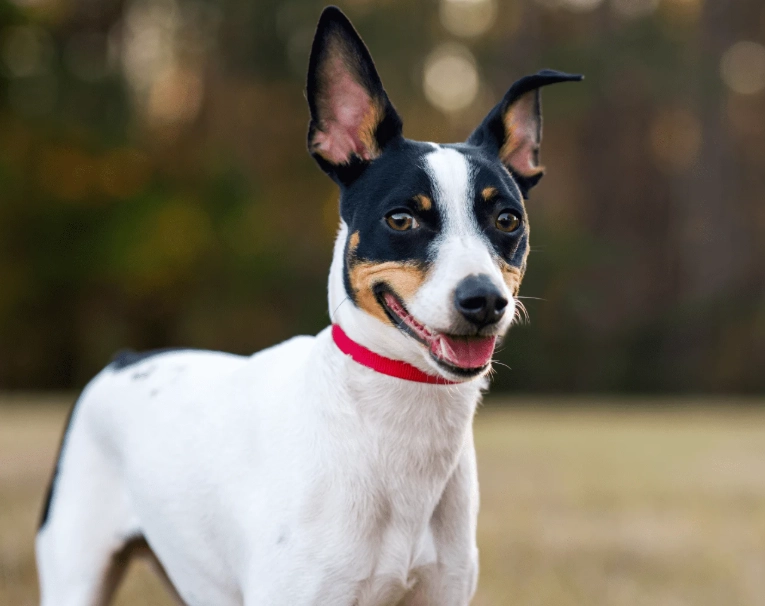 Rat Terrier temperament