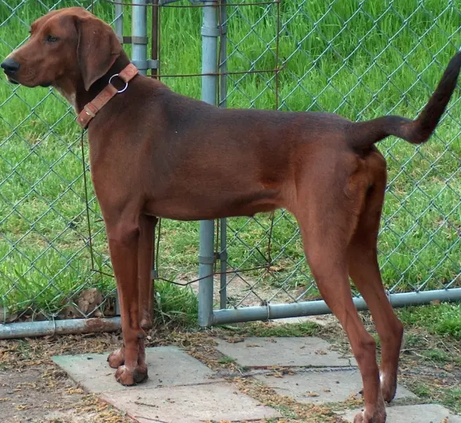 Redbone Coonhound temperament Redbone Coonhound temperament