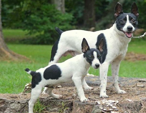 Rat Terrier temperament