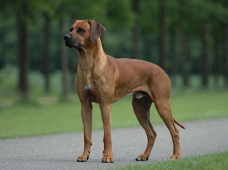 Rhodesian Ridgeback temperament