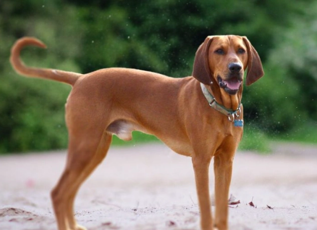 Redbone Coonhound temperament Redbone Coonhound temperament