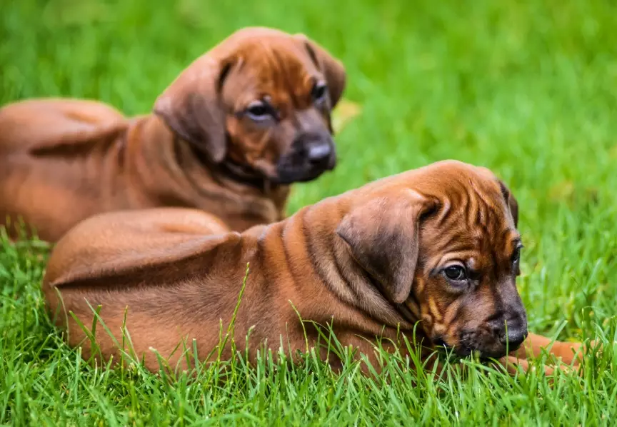 Rhodesian Ridgeback training