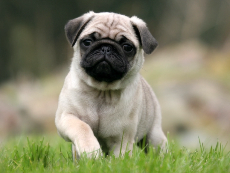 pug dog