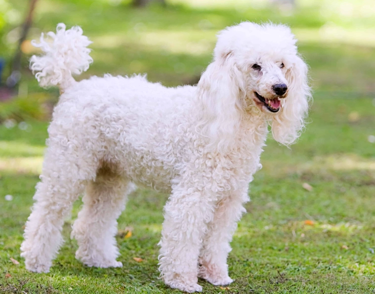 poodle health problems