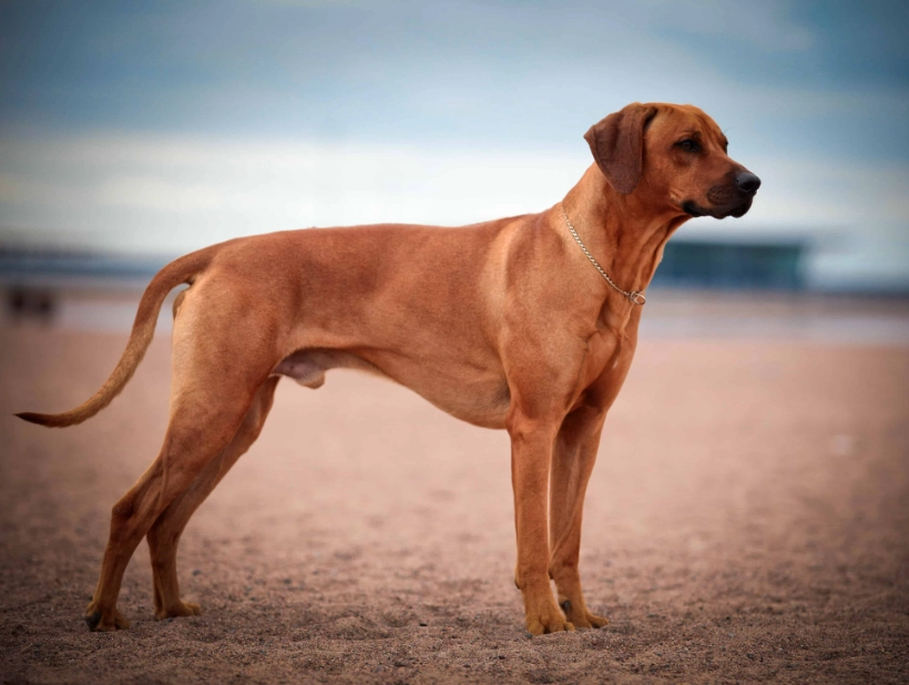 Rhodesian Ridgeback training