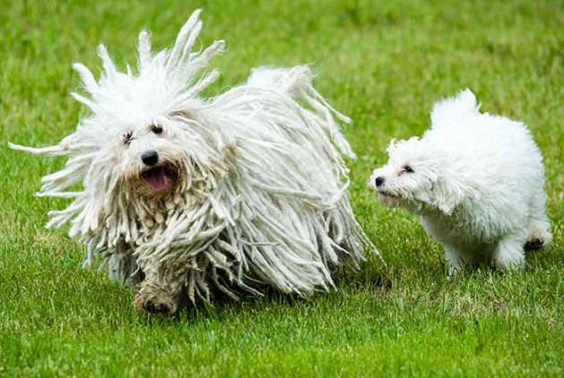 Puli breed Puli breed