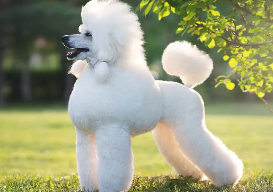poodle breed information