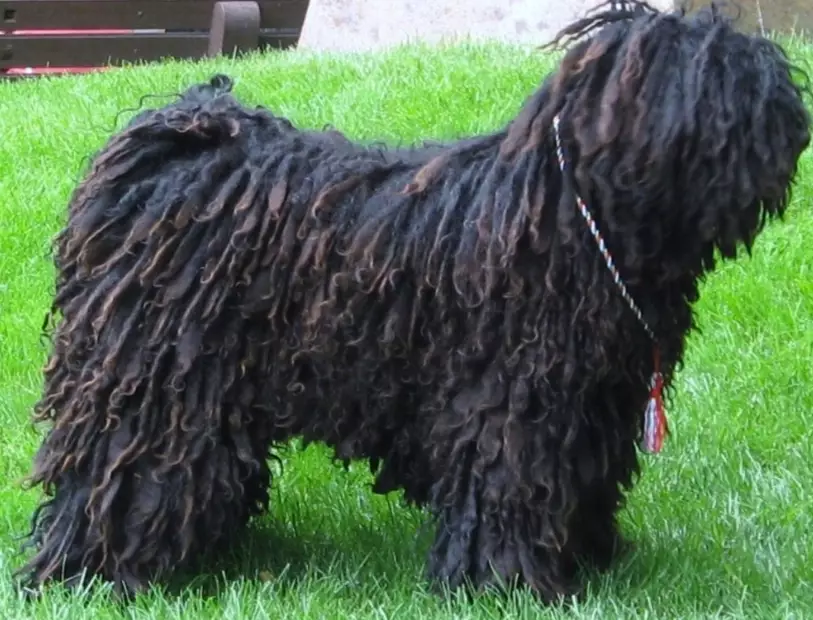 Hungarian Puli Hungarian Puli