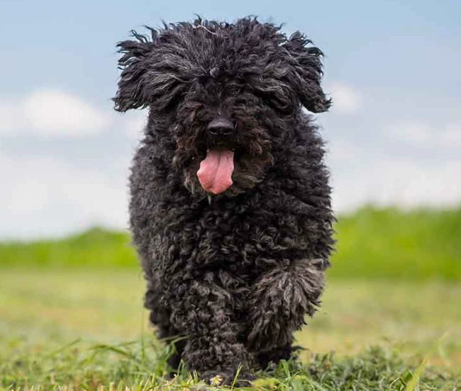 Puli breed Puli breed