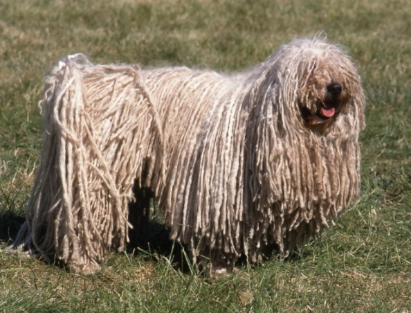Puli dog Puli dog