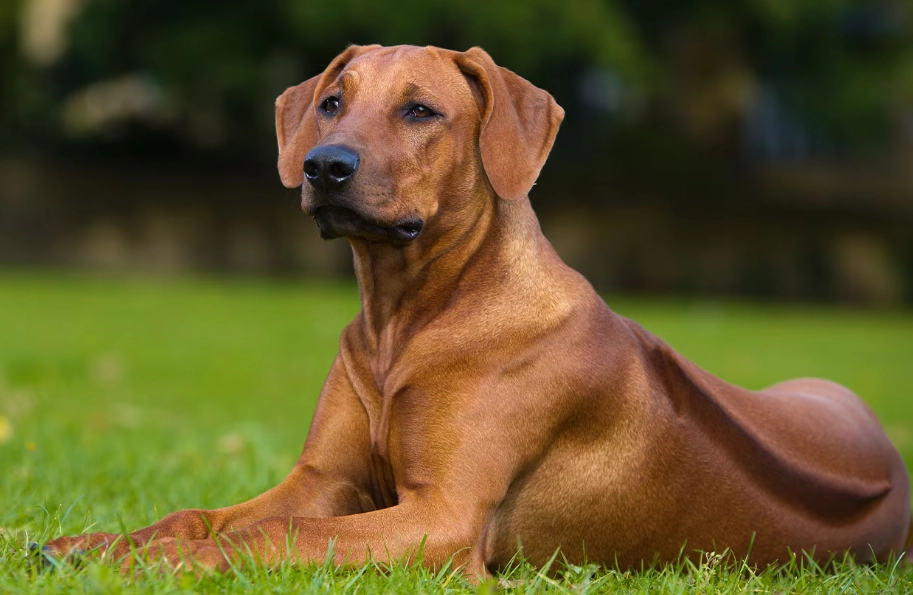 Rhodesian Ridgeback temperament