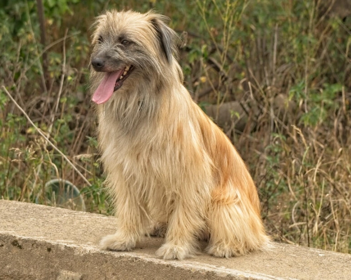 Pyrenean Shepherd grooming
