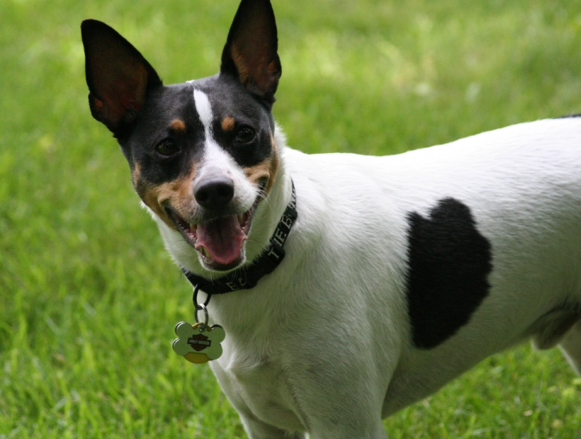 Rat Terrier size