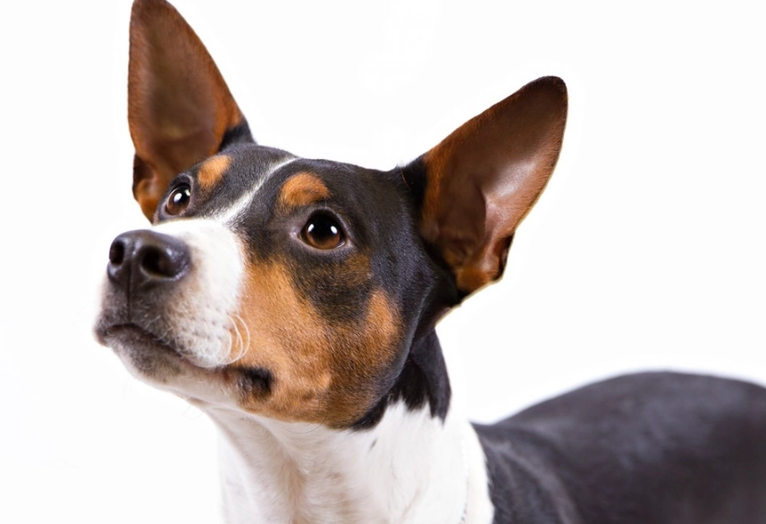 Rat Terrier temperament
