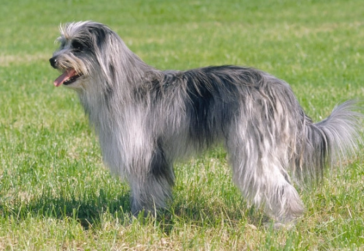 Pyrenean Shepherd grooming
