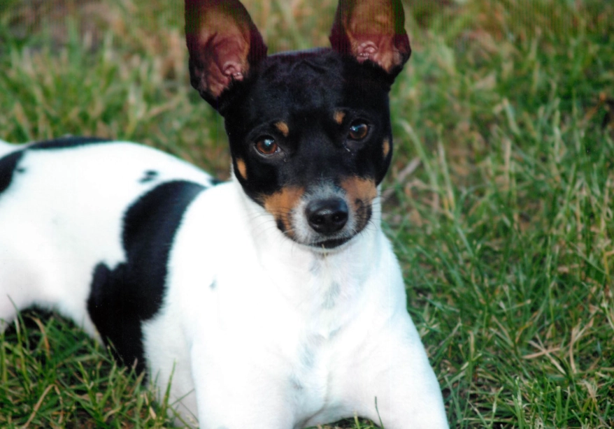 Rat Terrier size