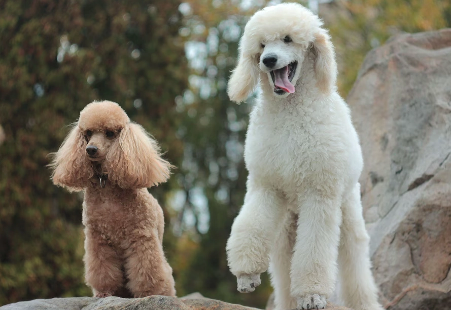 poodle health problems