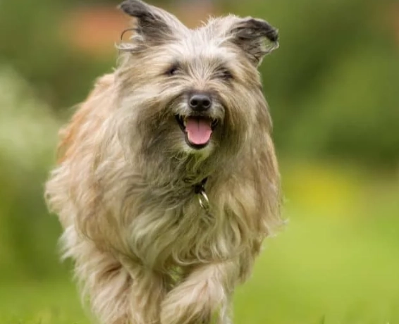 Pyrenean Shepherd temperament