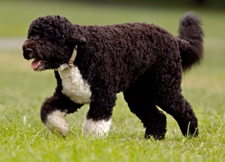 Portuguese Water Dog hypoallergenic Portuguese Water Dog hypoallergenic