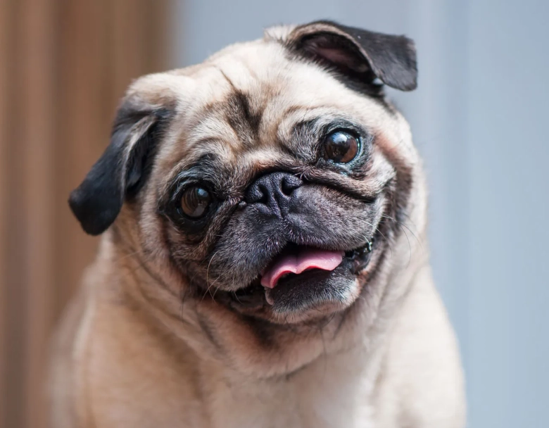 pug health problems