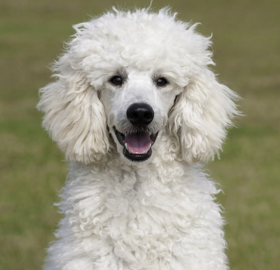 poodle breed information