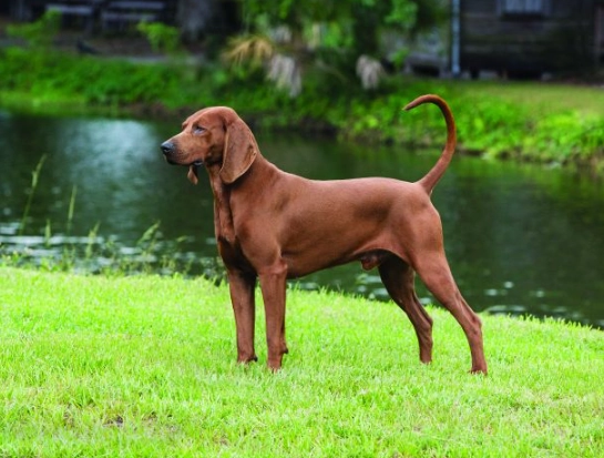 Redbone Coonhound care Redbone Coonhound care