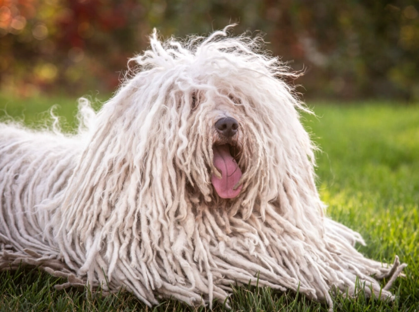 Puli dog Puli dog