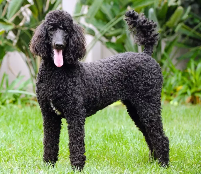 poodle grooming guide