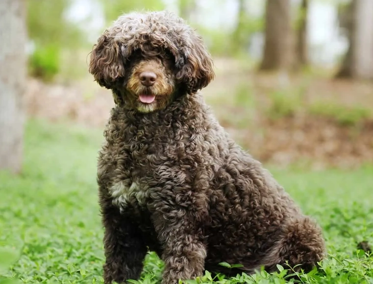 Portuguese Water Dog hypoallergenic Portuguese Water Dog hypoallergenic