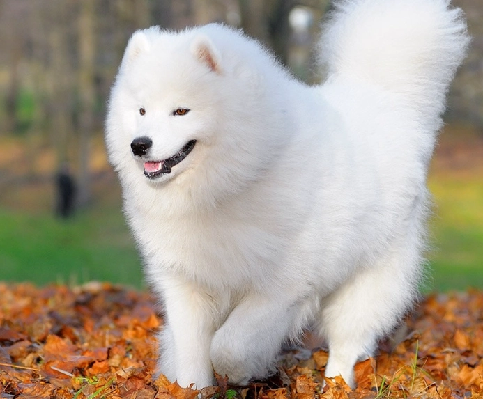 Samoyed puppy