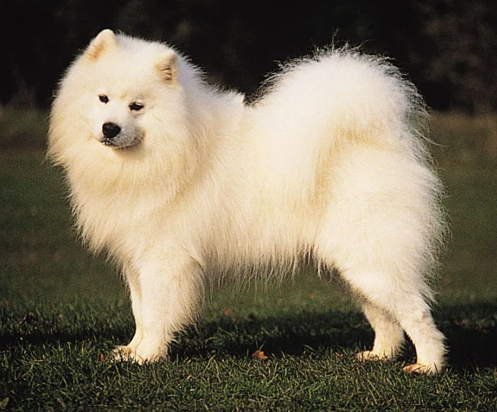 Samoyed dog