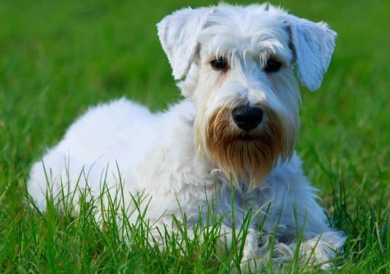 Sealyham Terrier grooming