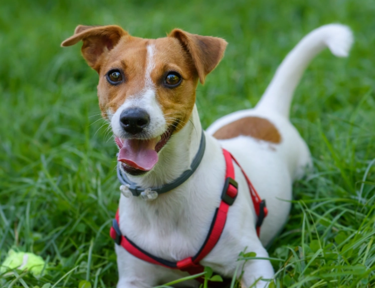 Russell Terrier temperament
