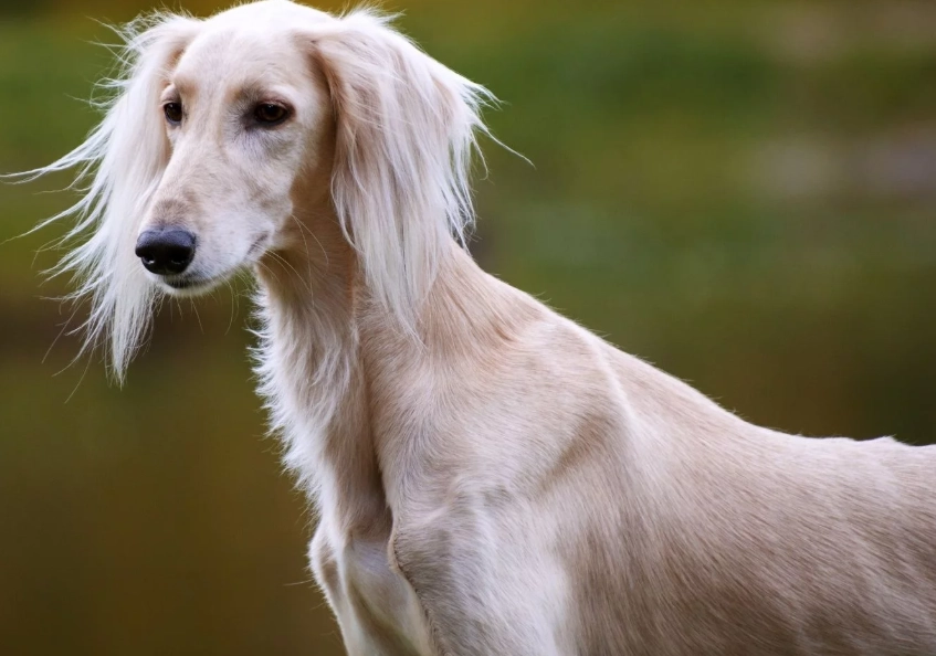 Saluki dog breed