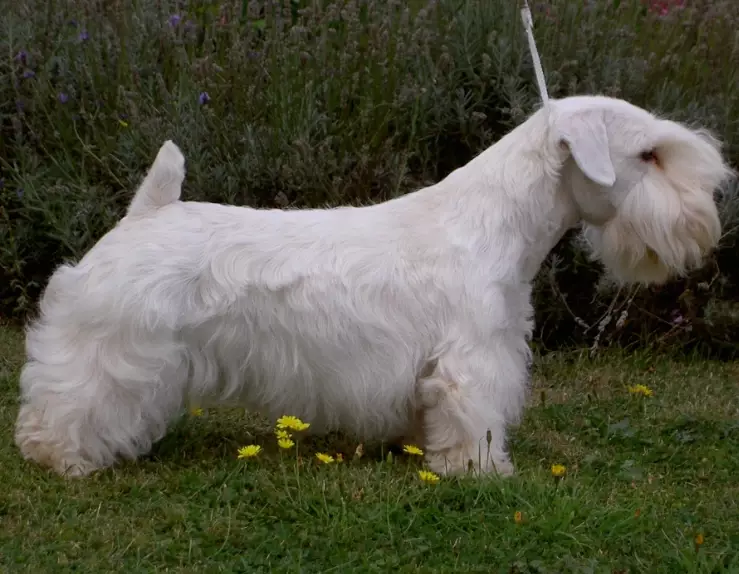 Sealyham Terrier temperament