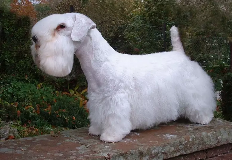 Sealyham Terrier grooming