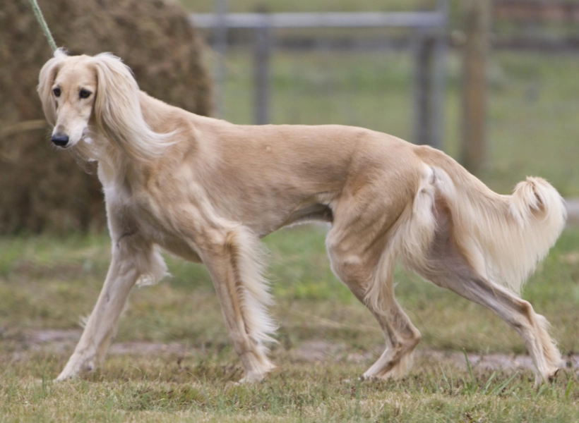 Saluki care guide
