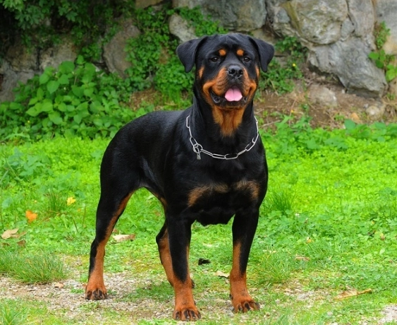 Rottweiler training tips