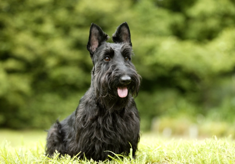 Scottish Terrier temperament Scottish Terrier temperament