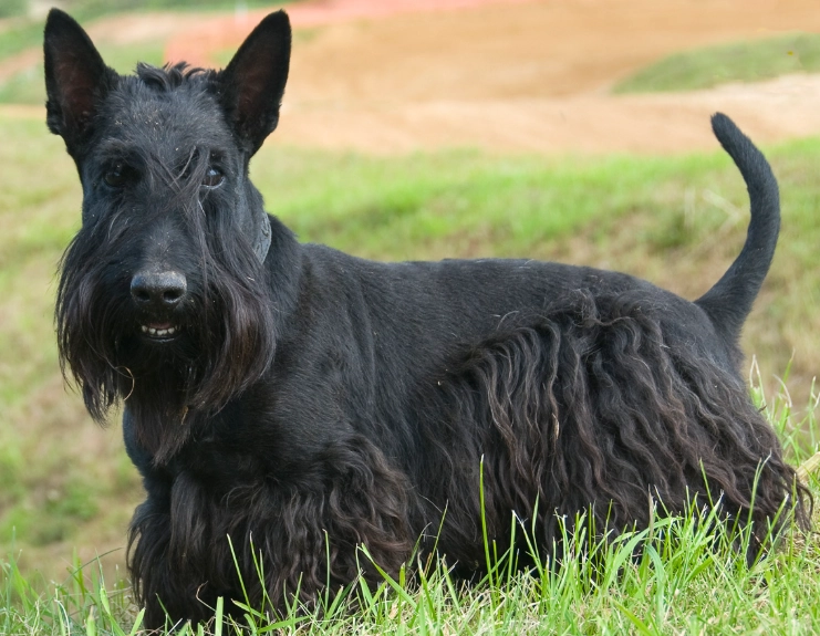 Scottish Terrier temperament Scottish Terrier temperament