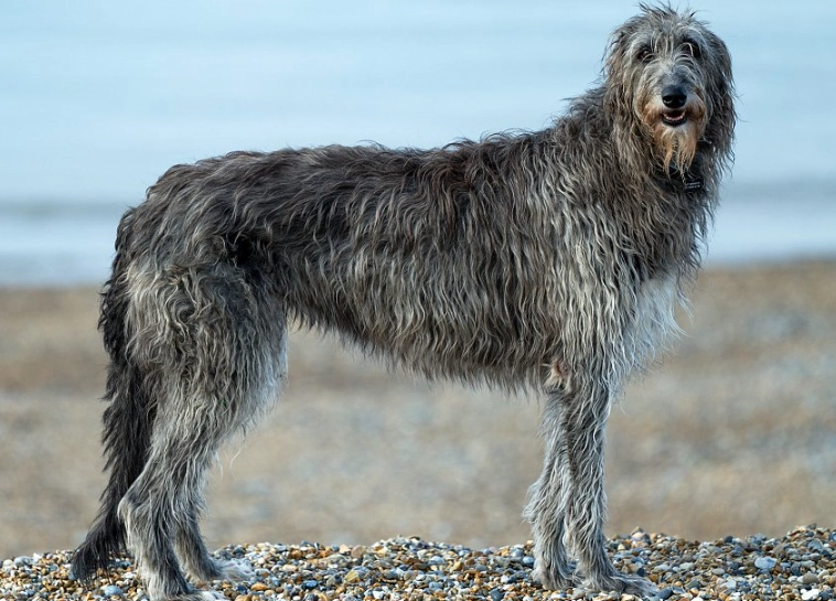Scottish Deerhound care