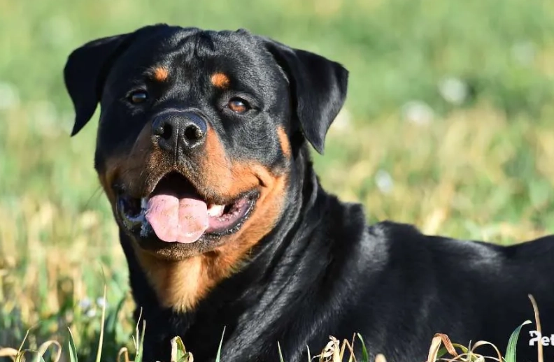 Rottweiler temperament