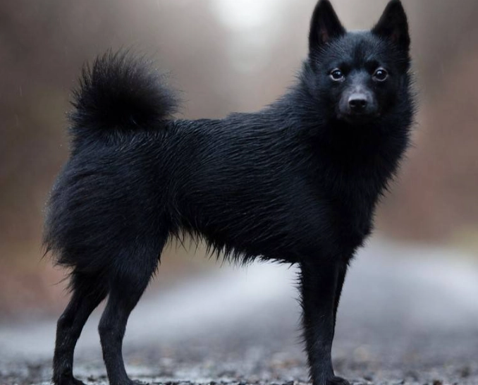 Schipperke breed information Schipperke breed information