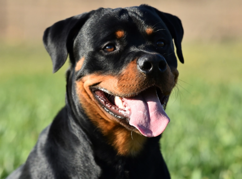 Rottweiler training tips