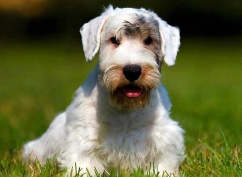 Sealyham Terrier breed information